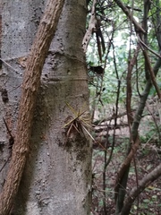 Xylosma flexuosa