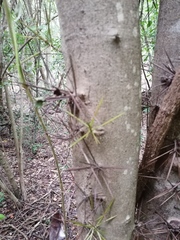 Xylosma flexuosa