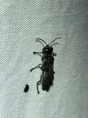 Lyroda