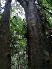 Xylosma flexuosa