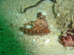 Ochlesis lenticulosus