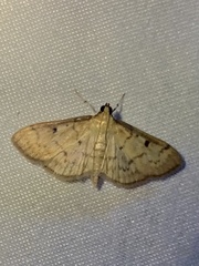 Herpetogramma fluctuosalis