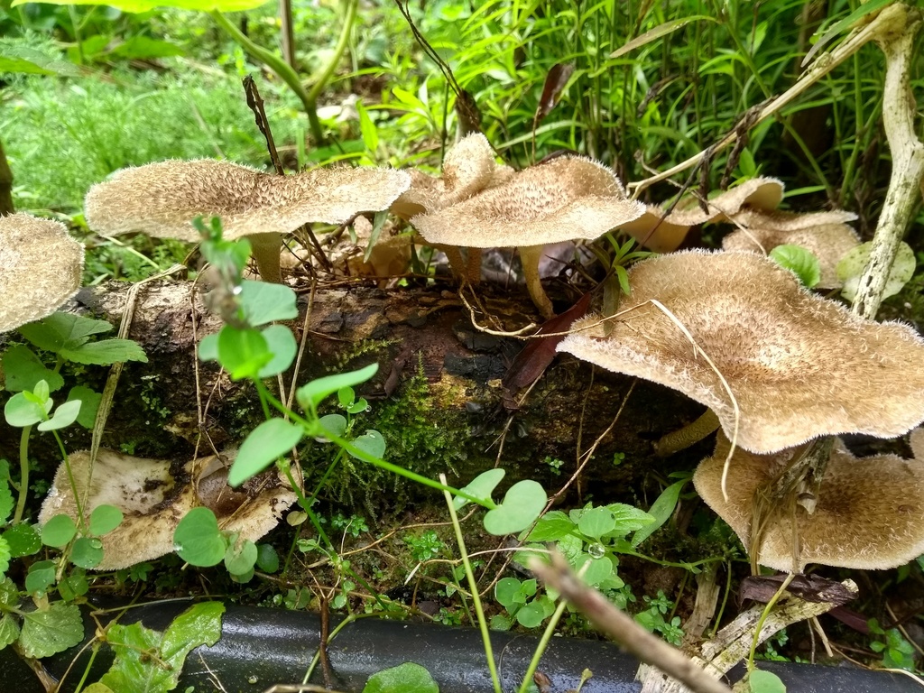 Lentinus crinitus · August 2021 · photo: © caja-manga (iNaturalist, cc-by)