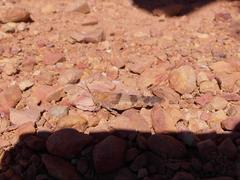 Sphingonotus scabriculus