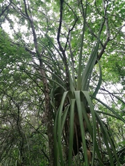 Tillandsia huamelulaensis