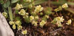 Psammotropha mucronata mucronata