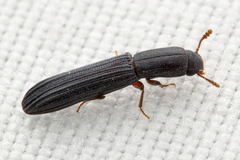Colydium lineola