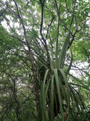 Tillandsia huamelulaensis