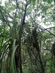 Tillandsia huamelulaensis