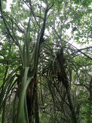 Tillandsia huamelulaensis