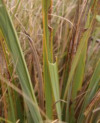 Watsonia amatolae