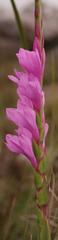 Watsonia amatolae