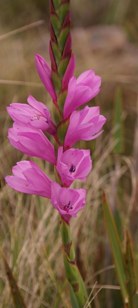 Amatola Watsonia