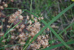 Lomandra multiflora multiflora