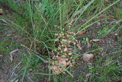 Lomandra multiflora multiflora