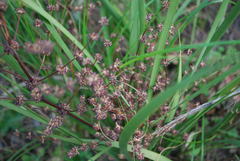 Lomandra multiflora multiflora