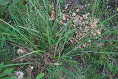Lomandra multiflora multiflora