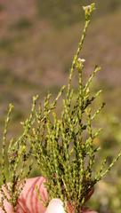 Diosma prama