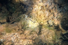 Pugnaso curtirostris