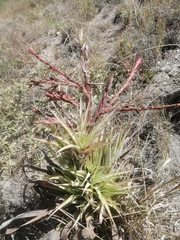 Tillandsia secunda