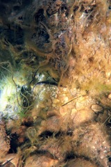 Pugnaso curtirostris