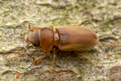 Tropicus pusillus