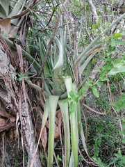 Tillandsia huamelulaensis