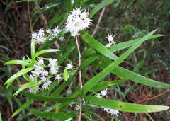 Asparagus falcatus