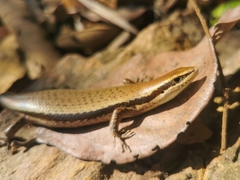 Notomabuya frenata
