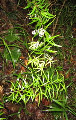 Asparagus falcatus