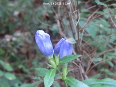 Gentiana scabra