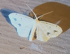 Scopula compensata