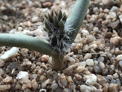 Cylindropuntia echinocarpa
