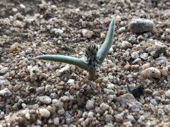 Cylindropuntia echinocarpa