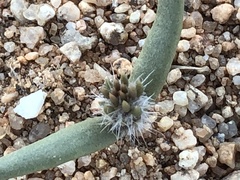 Cylindropuntia echinocarpa