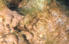 Pugnaso curtirostris