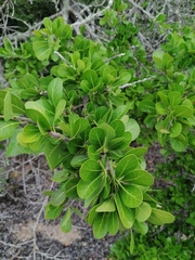 Sideroxylon celastrinum