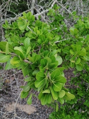 Sideroxylon celastrinum