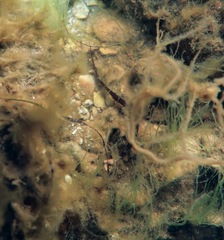 Pugnaso curtirostris