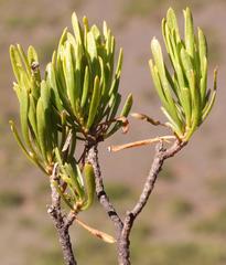 Euryops spathaceus