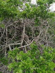 Sideroxylon celastrinum