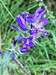Campanula rapunculus