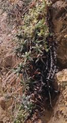 Gasteria rawlinsonii