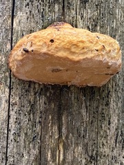 Piptoporus australiensis