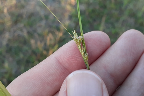 Image of Carex adusta by (c) Quinten Wiegersma, some rights reserved (CC BY)