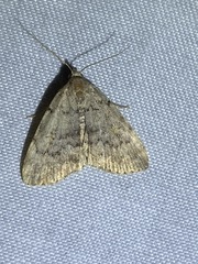 Idia concisa