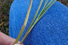 Carex adusta