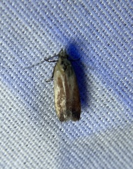 Anacampsis fullonella