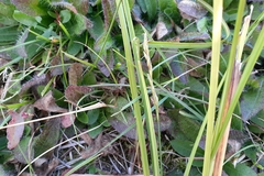 Carex adusta