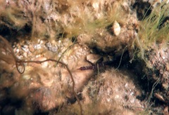 Pugnaso curtirostris